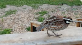 Quail sliding down a rail