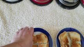 #NationalGrilledCheeseSandwichDay Pugs & German Shepherd