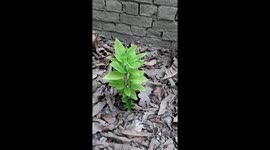 nature videography