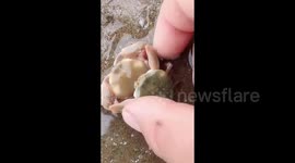 Heartwarming moment two tiny crabs embrace