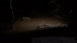 Friendly hyena joins safari tourists during dinner time