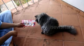 Tuffy the crazy cat
