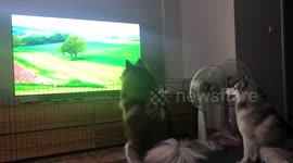 Huskies love watching other dog on TV screen