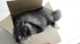 Cat in box