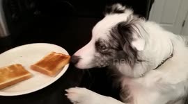 Adorable dog helps owner make breakfast