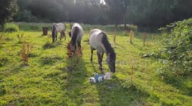 Amadeus the French bulldog meets his new horse friends