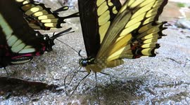 Colourful array of butterflies emit liquid spray after drinking water