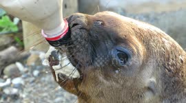 Adorable rescued sea lion pup loves to get bottle-fed!