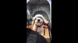 The Amazing Co-Pilot Dog in Ruff Skies