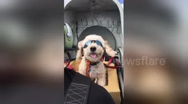 Adorable puppy goes for a plane ride with owner