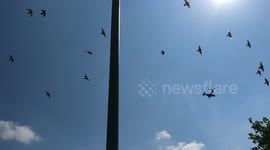 Osprey flying over Farringdon during Trump's visit to UK