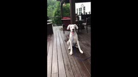 Adorable Great Dane Puppy fails miserably at catching ball