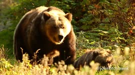 meeting a mother bear and her three cubs