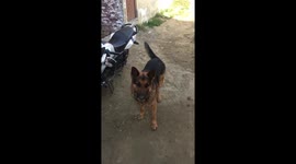 Part-2 shepherd bites in slow motion