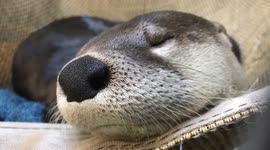 Baxter the North American river otter wants to tell you how he's feeling