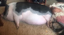 World's most laid-back pig enjoys a pedicure from cute pomsky pup