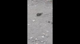 funny bird having a bath