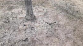 Heatwave devastates green spaces