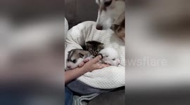 Adorable kitten adopted into Husky family