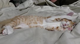 Kitten Is In a Deep Sleep