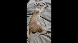 Sweet Kitten Slumber