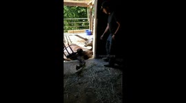 Horse Cast Accident