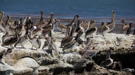 Pelicans pulling their heads below their throats, exposing throat.