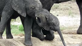 Smart baby elephant goes down on its knees to reach the water