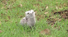 Poor little guy! A Tawny Frogmouth chick on the ground - fell from its nest