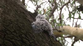 Rescued! The Tawny Frogmouth chick is back on tree near its nest
