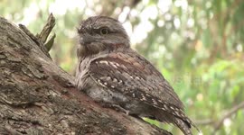 Mother to the rescue -Tawny Frogmouth sheltering her rescued chick under her wing