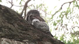 Tawny Frogmouth mother guarding her rescued chick near the nest