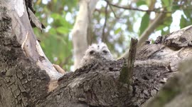 The rescued Tawny Frogmouth chick in a tree fork above its nest