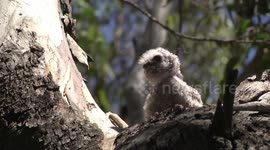 A day later - the rescued Tawny Frogmouth chick rocking in the tree fork