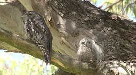 The other Tawny Frogmouth chick in its nest with Dad nearby