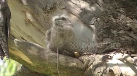 The other Tawny Frogmouth chick on its nest rocking and stretching its wings.