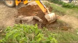 Indian forest officials rescue baby elephant stuck on its back