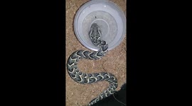 Baby Puff adder drinking water
