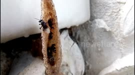 Stunning gold tunnel made by bees to protect hive entrance