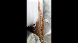 Stunning gold tunnel made by bees as entrance to protect their hive (vertical)