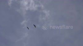 Huge number of Griffon Vultures gathering in Switzerland