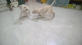 Puppy Fight