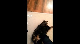 Molly Fat Cat