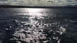 Lucky seal escapes the jaws of death