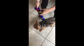 Yorkie Jersey Shuffle