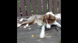 Barley playing with a rock