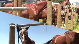 Exciting horse polo match in switzerland