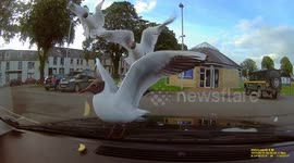 Unfortunate seagulls thwarted in attempt to gobble up chip placed on car dashboard