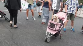 A Cute Poodle Joins In The Anti Trump Protest