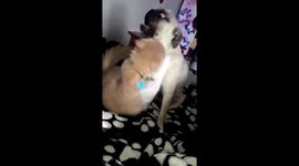 Pug and cat fighting, cute ending...